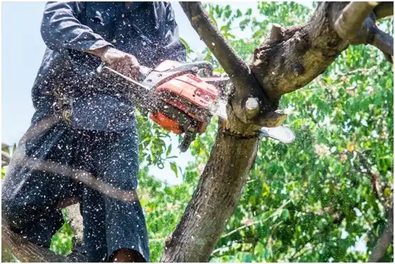 tree services Laurys Station